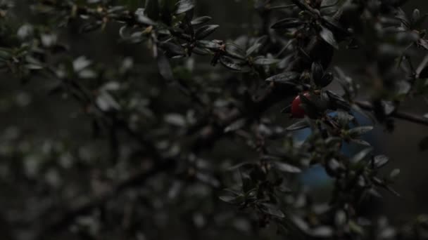 Slow Motion Shot Native Red Australian Tasmanian Pepper Berry Bush — Stock Video