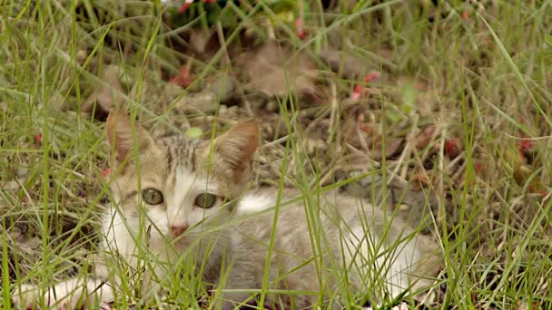 Little Cat Resting Lying Garden Sunny Afternoon High Quality Footage — Stock Video