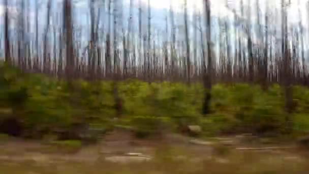 Driving Bare Forest Demolished Ecosystem Bahamas Hurricane Dorian — Stock Video