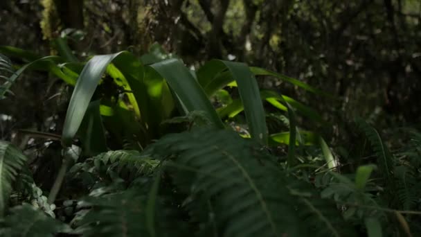 Uma Planta Bromélia Uma Floresta Velha — Vídeo de Stock