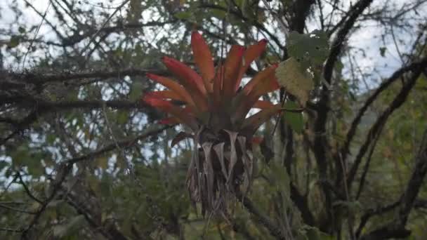 Ένα Φυτό Βρωμελιάδος Ένα Παλιό Δάσος — Αρχείο Βίντεο