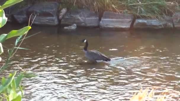 Kanadai Goose Áll Cherry Creek Denver Colorado — Stock videók