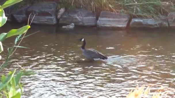 Kanadensisk Gås Stående Cherry Creek Denver Colorado — Stockvideo