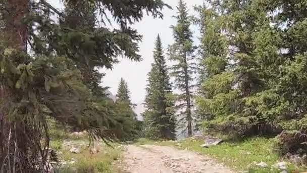 Pov Saat Mengemudi Sidney Loop Trail Melalui Pohon Pinus Yankee — Stok Video