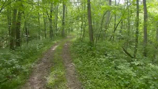 Pov While Traversing Grown Trail Woods Full Deciduous Trees Heavy — Stock Video