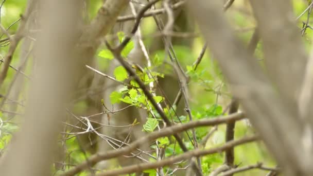 Magnolia Warbler Scese Volò Tra Rami Dell Albero Magnolia Setophaga — Video Stock