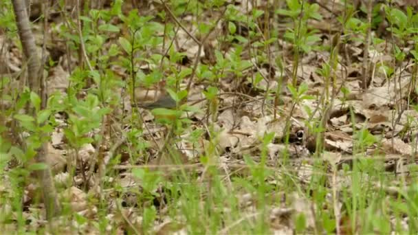 カナダは草と乾燥した葉の間を飛び回る 鳥が森の中を飛び跳ねる 鳥が食べ物を探す — ストック動画