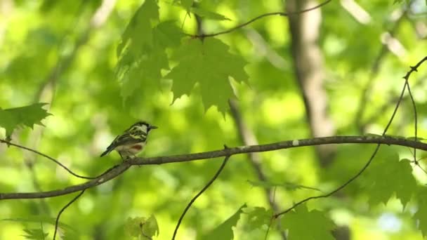 Paruline Côtés Châtaigniers Est Une Paruline Nouveau Monde Setophaga Pensylvanica — Video