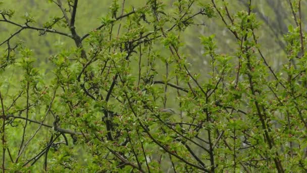 가슴의 누트초 카나다 Sitta Canadenis 새이다 나뭇가지에 — 비디오
