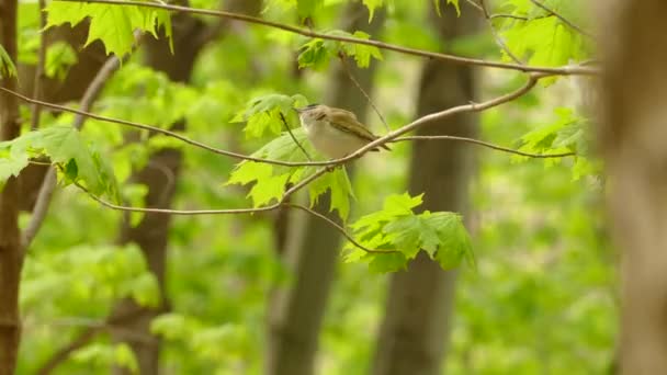 Pássaro Empoleirado Galho Árvore Warbler Protonotário Galho Partido Aves Floresta — Vídeo de Stock