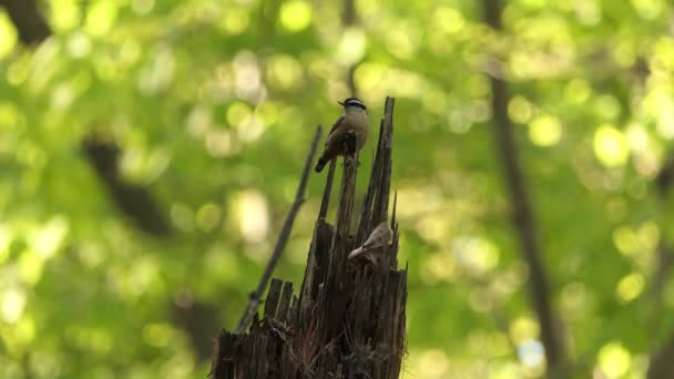 Kırmızı Göğüslü Nuthatch Kuşu Çürük Dallardaki Çürüyen Bir Ağaç Dalına — Stok video