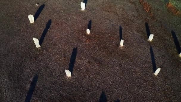 Flygfoto Över Magnetiska Termiter Sommardagen Litchfield National Park Australien — Stockvideo