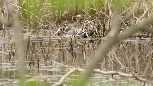 Wasserläufer Spaziert Durch Den Sumpf Vogel Sucht Nahrung Wildvögel Sumpf — Stockvideo