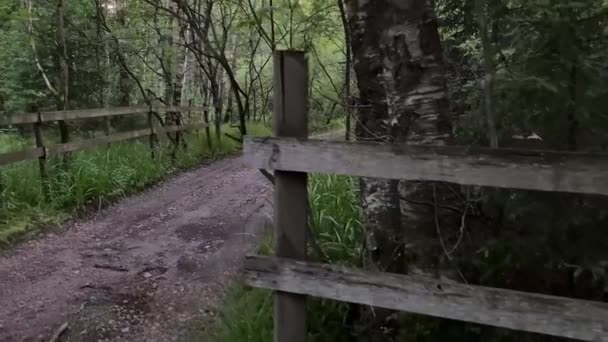 Μυστική Οδική Είσοδος Σουηδικό Δάσος — Αρχείο Βίντεο