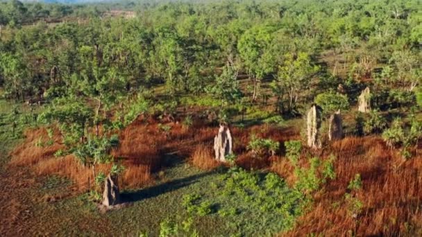 Litchfield Park Mounds Magnetic Termite Mounds Northern Territory Australia Vanuit — Stockvideo