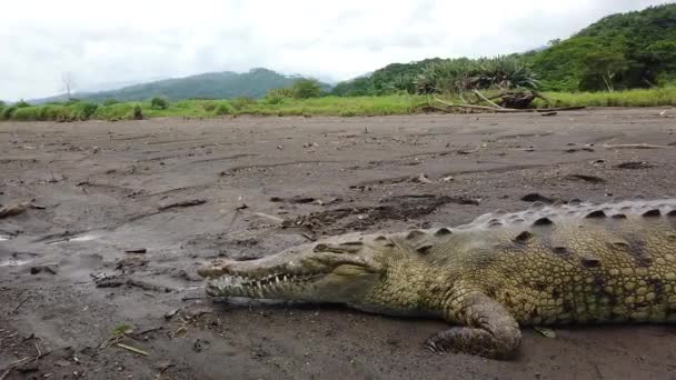 Μεγάλος Κροκόδειλος Ξαπλωμένος Στην Παραλία Του Ποταμού — Αρχείο Βίντεο