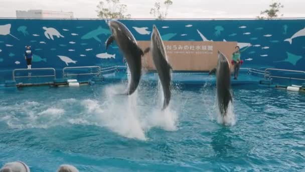 イルカショー 宮城県仙台市の海の森水族館で3匹のイルカが水中から飛び降ります — ストック動画