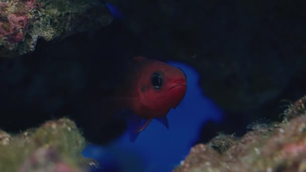 Close Zicht Kardinale Vissen Sendai Umino Mori Aquarium Japan — Stockvideo