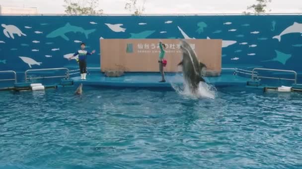 Dolphins Jumping Out Water Animal Show Sendai Umino Mori Aquarium — Stok Video