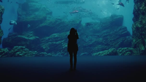Silhouette Frau Beim Fotografieren Von Fischen Beim Schwimmen Sendai Umino — Stockvideo