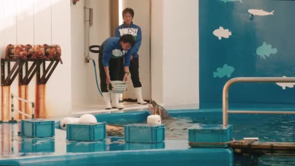 Delfintränare Som Leker Med Delfin Sendai Umino Mori Aquarium Japan — Stockvideo