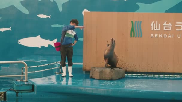Очаровательный Морской Лев Исполняющий Имитирующий Своего Тренера Аквариуме Сендай Умино — стоковое видео