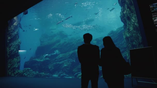 Silhouetted Par Fantastiska Att Titta Jätte Sendai Umino Mori Akvarium — Stockvideo