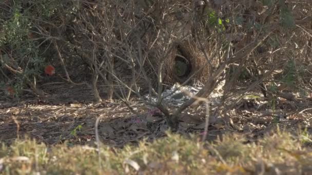 Grote Bowerbird Foerageert Witte Rotsen Buiten Zijn Nest Het Bos — Stockvideo