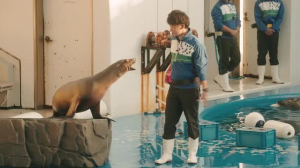 Performance Trained Seal Sendai Umino Mori Aquarium Male Trainer Interacts — Vídeos de Stock