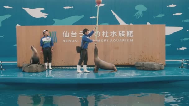 Trained Seal Balancing Ball Pole Tijdens Optredens Het Podium Het — Stockvideo