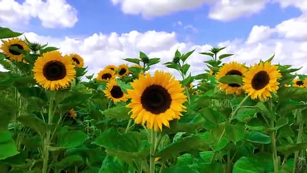 Zoom Lento Gran Girasol Campo Balanceándose Viento Bajo Cielo Azul — Vídeo de stock