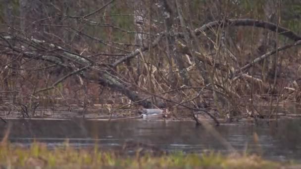 Couple Wigeon Eurasien Nourrissant Dans Une Rivière Inondable Pleut Neige — Video