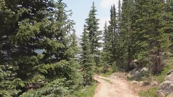 Pov Vezetés Sidney Loop Trail Keresztül Fenyőfák Kilátás Nyílik Mount — Stock videók