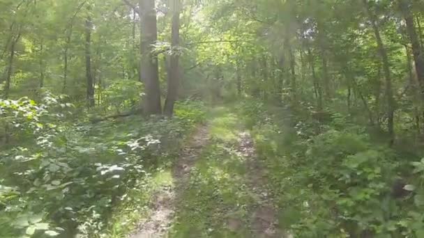 Pov While Traversing Grown Trail Woods Full Deciduous Trees Heavy — Stock Video