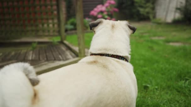 Pug Dog Difilmkan Dari Belakang Melihat Tanda Bahaya Taman — Stok Video