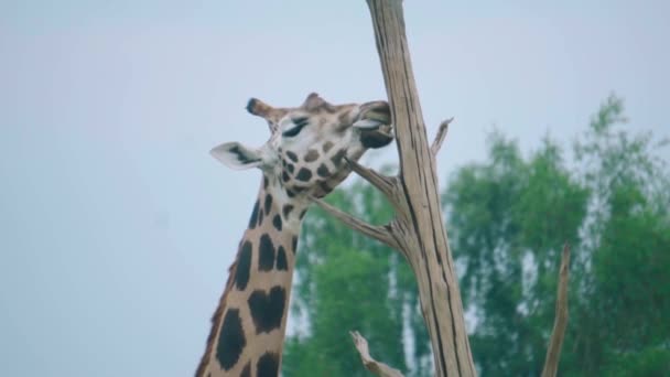 一只巨大的长颈鹿站在动物园里舔着一棵木头树 — 图库视频影像