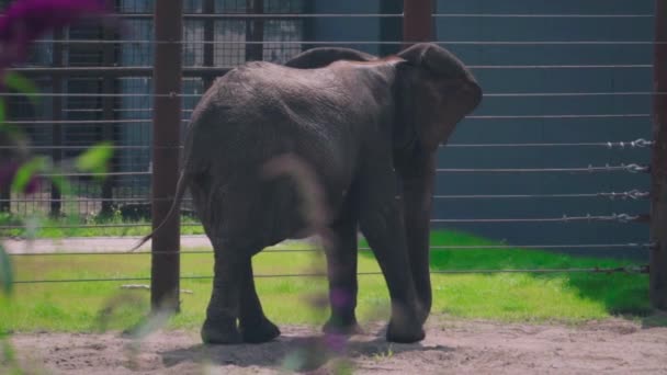 晴れた日に動物園の柵の隣に立っている象 — ストック動画