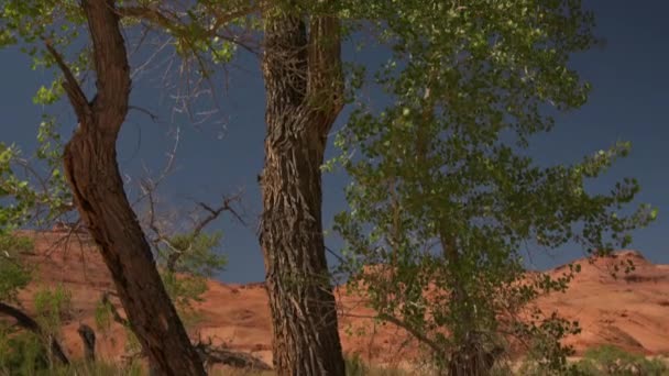 Arbre Peuplier Avec Paysage Désert Rouge Ciel Dramatique Arrière Plan — Video