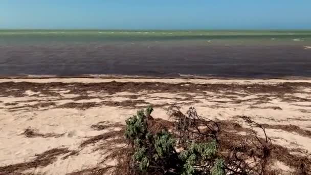 墨西哥尤卡坦半岛海滩上的海藻 — 图库视频影像