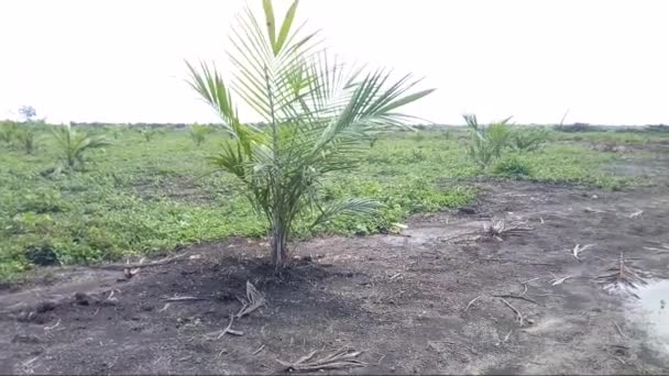 Plantación Palma Africana Reciente Creación Con Material Híbrido Puerto Wilches — Vídeo de stock