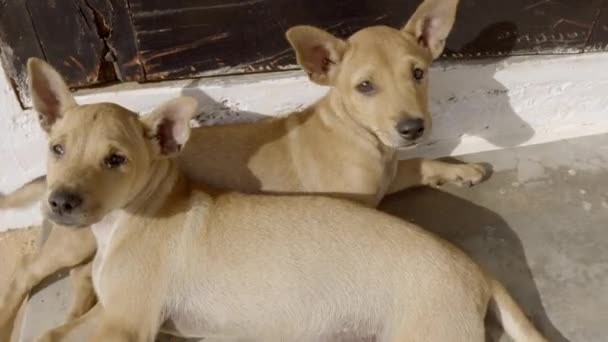 Dua Anjing Lucu Sedang Berbaring — Stok Video