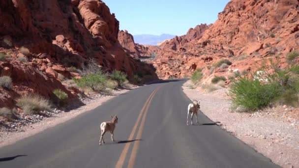 Bighorn Sheep Lambs Road Valley Fire State Park Nevada Eua — Vídeo de Stock