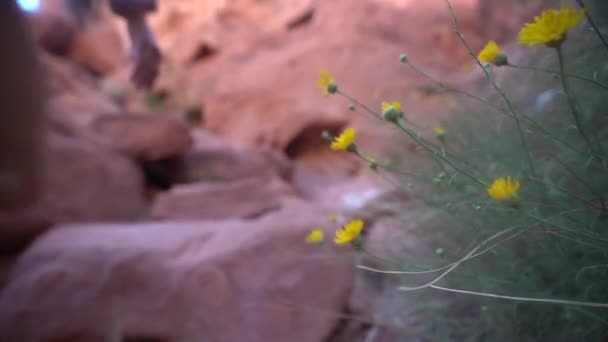 Young Female Hiker Walking on Red Rocks by Wild Flowers in Valley of Fire State Park, Nevada USA, Selective Focus, Full Frame
