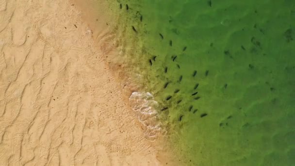 공중에서 바다표범 바다에서 뛰어오르는 — 비디오