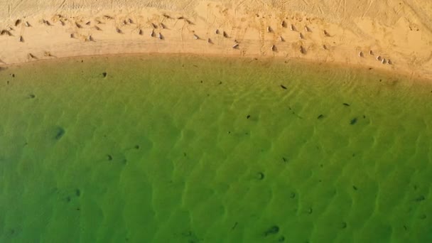 Luchtfoto Boven Zeehonden Rustend Een Strand Zwemmend Ondiep Water Van — Stockvideo