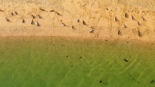 Vista Aérea Acima Selos Descansando Praia Mar Islândia Sobrecarga Tiro — Vídeo de Stock