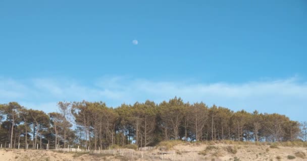 Majestic sandy dunes and pine tree forest on top against light blue sky, pan left view