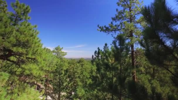 森林向远处伸展的景象 — 图库视频影像