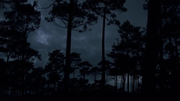 Силует Соснового Лісу Проти Темної Штормової Хмари Вечірній Час Перегляд — стокове відео