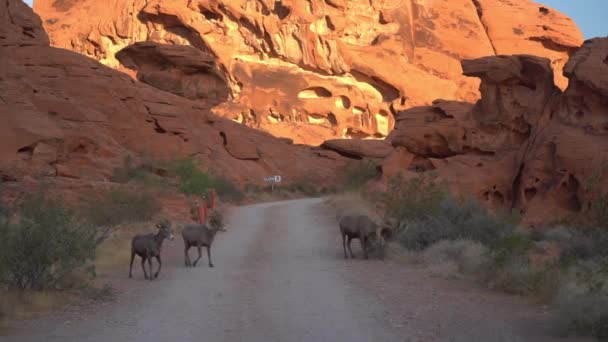 Manada Ovejas Bighorn Caminando Por Camino Paisaje Del Desierto Valley — Vídeo de stock